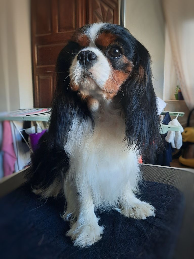 Ripley (dit ruben) d'Akirpap