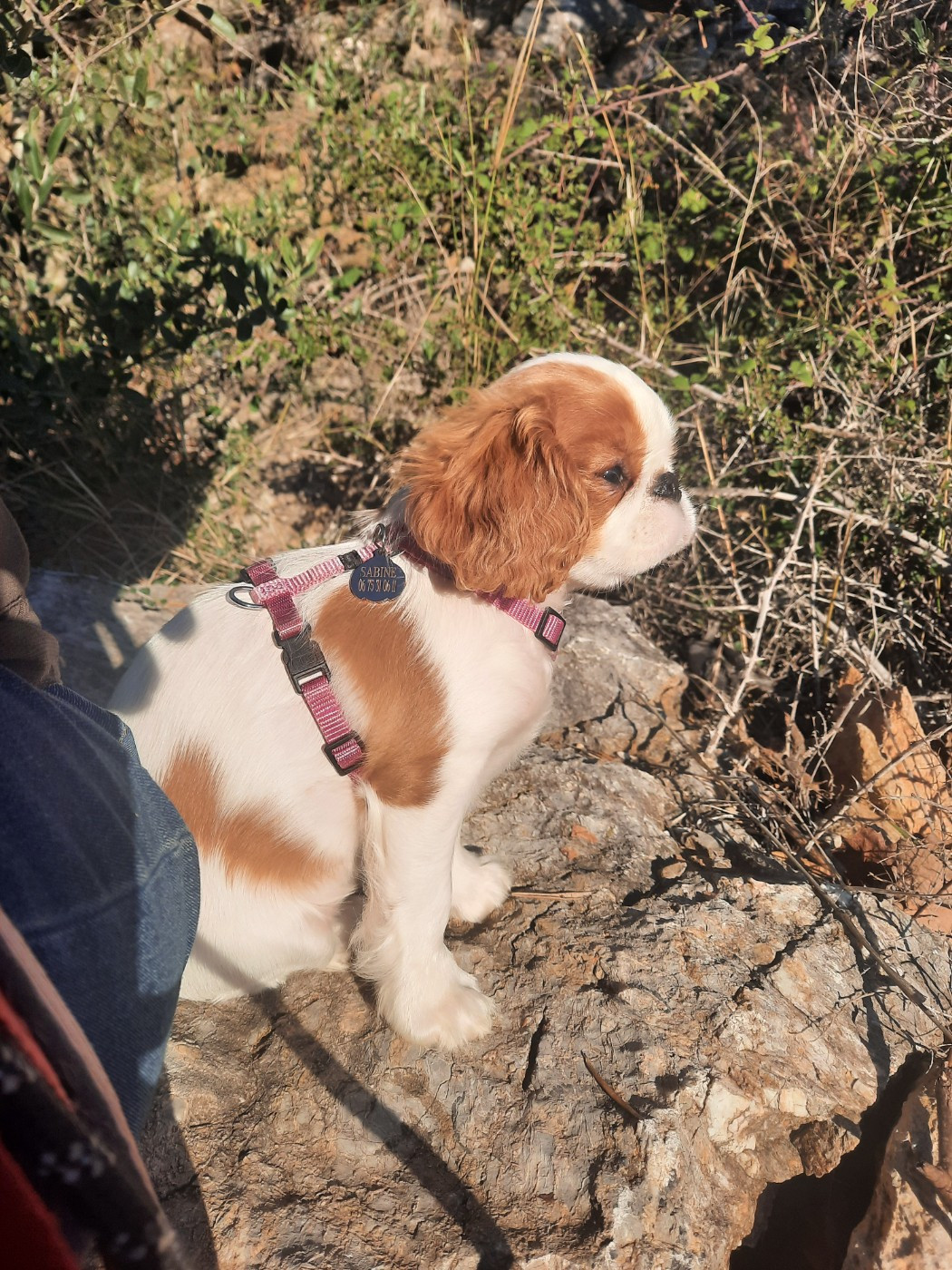 Anaïs Nine de Sorine