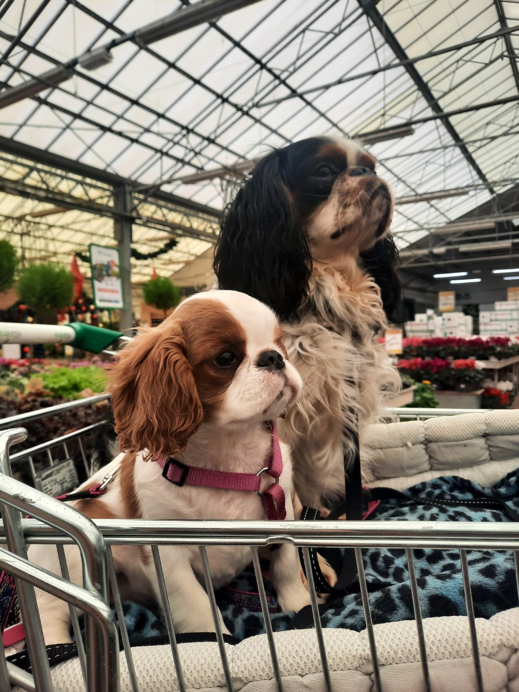 Les "cousins" King Charles