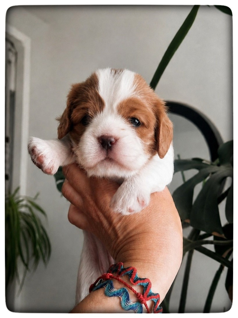CHIOT : BELLA STELLA