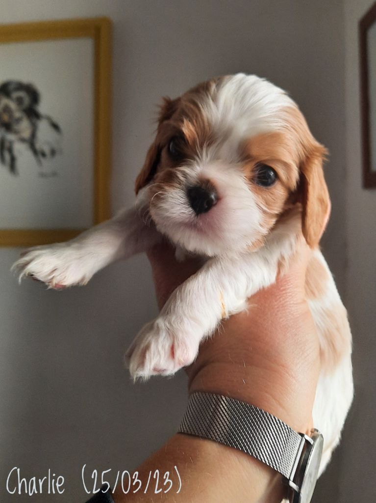 d'Akirpap - Cavalier King Charles Spaniel - Portée née le 26/02/2023