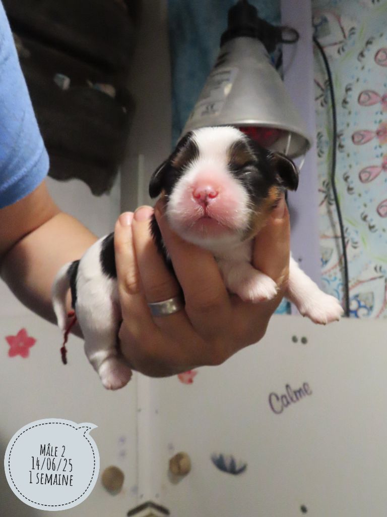 d'Akirpap - Chiots disponibles - Cavalier King Charles Spaniel