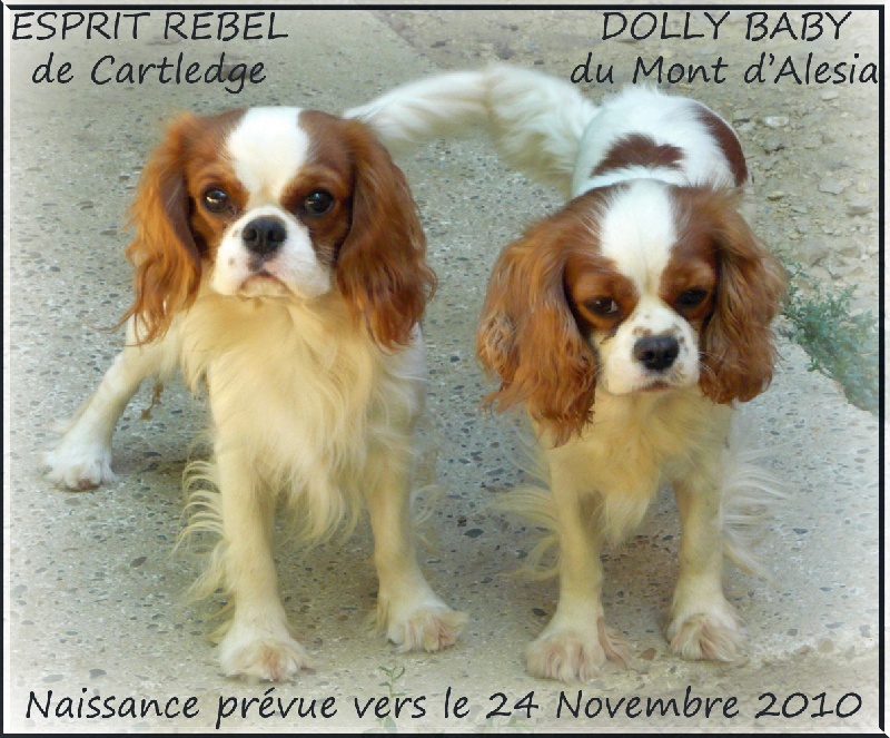 d'Akirpap - Cavalier King Charles Spaniel - Portée née le 18/11/2010