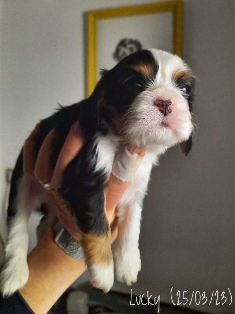 d'Akirpap - Cavalier King Charles Spaniel - Portée née le 26/02/2023