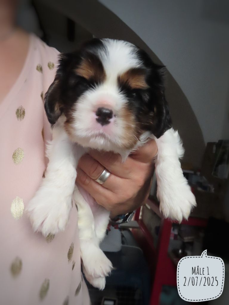 d'Akirpap - Chiots disponibles - Cavalier King Charles Spaniel