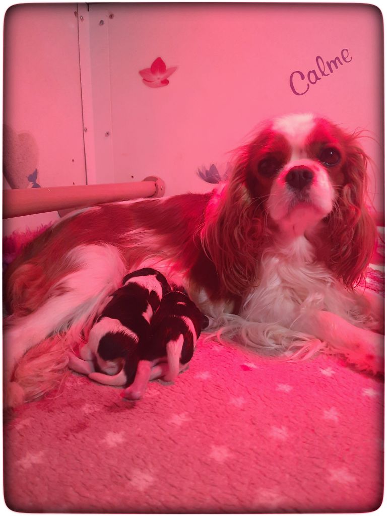 Chiot Cavalier King Charles Spaniel d'Akirpap