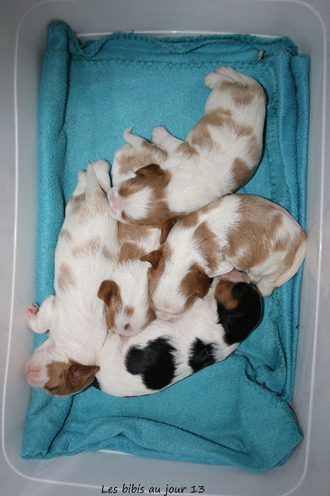 d'Akirpap - Cavalier King Charles Spaniel - Portée née le 20/09/2018