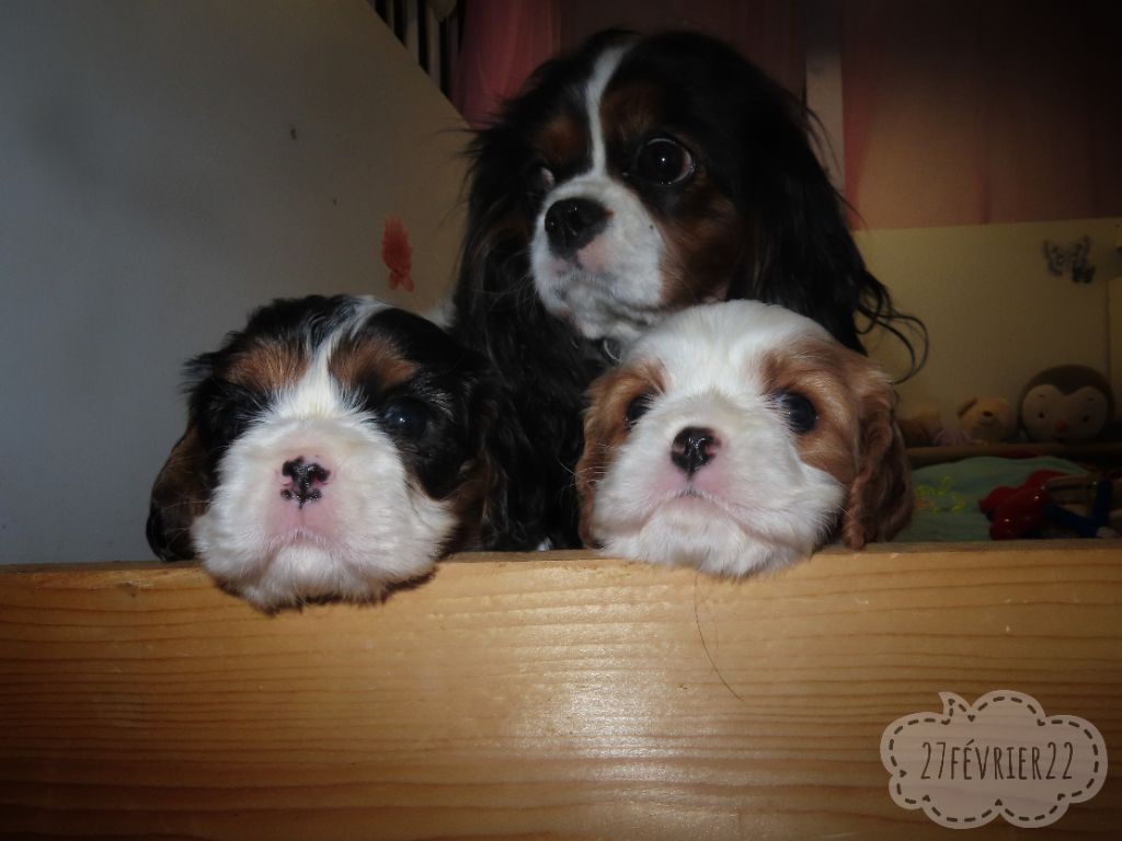 d'Akirpap - Cavalier King Charles Spaniel - Portée née le 30/01/2022