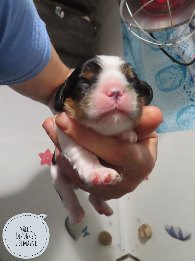 d'Akirpap - Chiots disponibles - Cavalier King Charles Spaniel