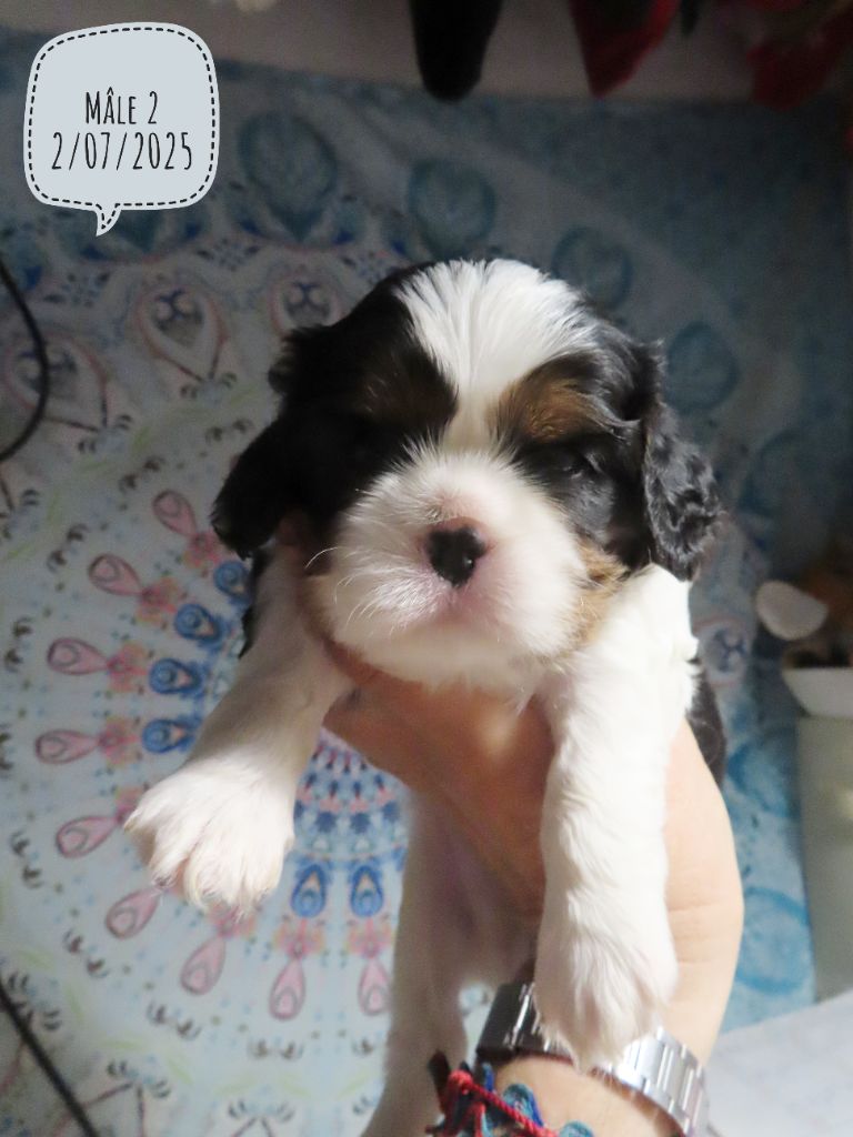 d'Akirpap - Chiots disponibles - Cavalier King Charles Spaniel
